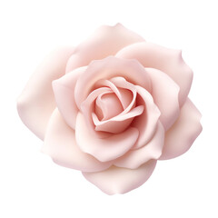 pink rose isolated on transparent background cutout
