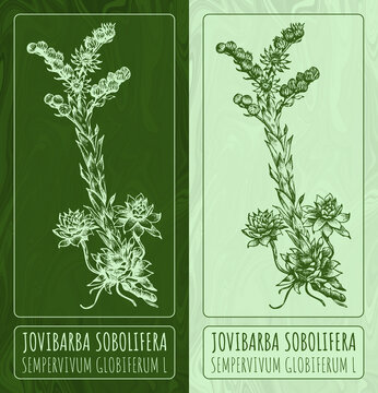 Drawings JOVIBARBA SOBOLIFERA . Hand drawn illustration. Latin name SEMPERVIVUM GLOBIFERUM L.