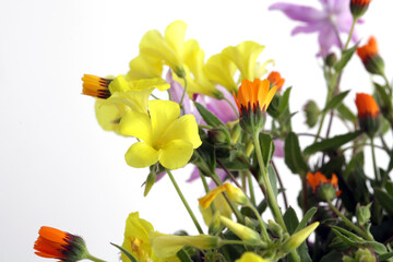 wild flowers on white background