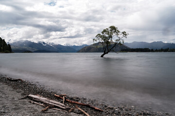 tree on the shore in wanaka, new zealand