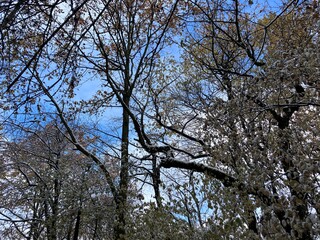 Fototapeta premium traditional Czech winter landscape