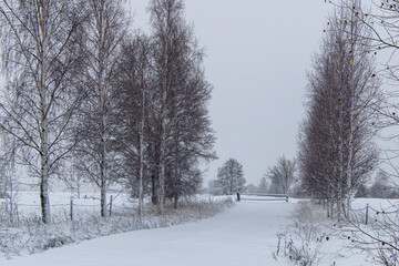path in the countryside between birch trees, winter view, barrier at the end of the road