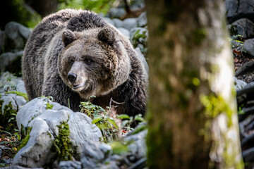 Bearwatching in Slovenia,.European brown bear,.More stuff: www.wortsucher.de