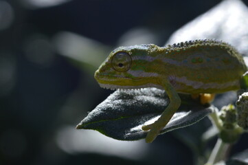 closeup of a chameleon