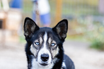 Sled dog portait