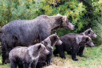 Fototapeta premium Family #94