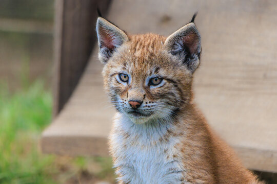 Lynx cub in the wildlife enclosure Hellenthal, Germany,.More stuff: www.wortsucher.de
