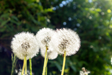 four white dandelion balls on a background of green leaves and wood