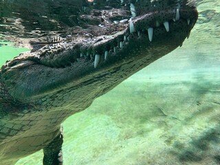 crocodile in the water