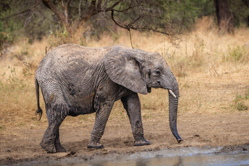 Fototapeta premium Young Elephant