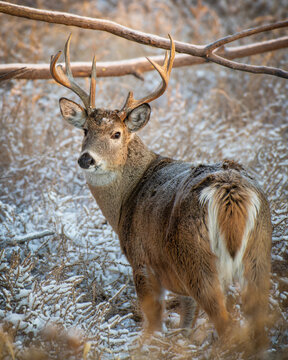 Colorado Wildlife. Wild Deer on the High Plains of Colorado. White-tailed buck in snow covered brush..