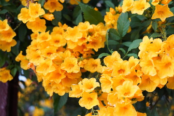 Marigold garland