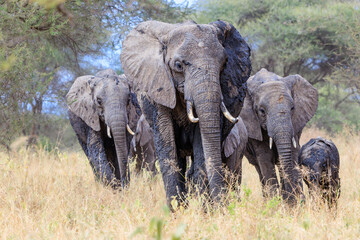 Fototapeta premium Elephant Group
