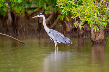 A GRAY HERON ,it does hunt mostly along river banks, it was short in east Africa coast Kenya Mombasa