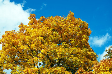 Fototapeta premium Yellow autumn leaves on tree branches