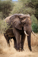 Obraz premium Big elephant