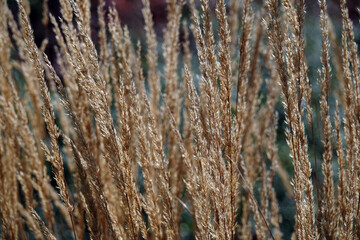 Plant - Reed grass