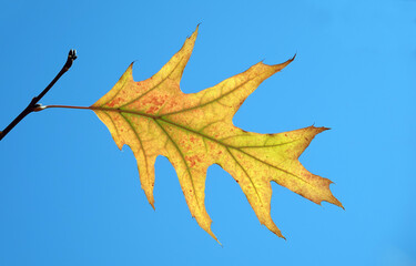 Autumn leaf on a tree branch