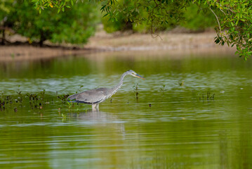 A GRAY HERON ,it does hunt mostly along river banks, it was short in east Africa coast Kenya Mombasa