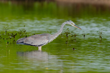 A GRAY HERON ,it does hunt mostly along river banks, it was short in east Africa coast Kenya Mombasa