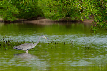 A GRAY HERON ,it does hunt mostly along river banks, it was short in east Africa coast Kenya Mombasa