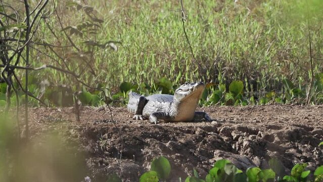 Caiman at the river banks of the Transpantaneira gravel road towards Porto Jofre through the Pantanal, the biggest swamp area of the world in Brazil, relaxing and sunbathing.