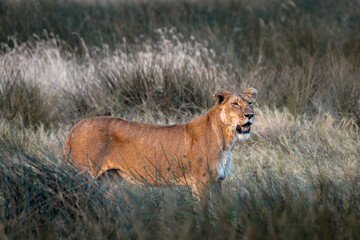 Wildlife, Safari, Serengeti National Park, Tanzania, July 2023,.More stuff: www.wortsucher.de