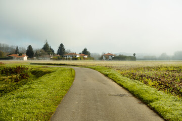 Fototapeta na wymiar Village road through fields in the mist