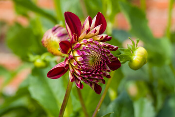 close up of red dahlia flower head coming out of bud