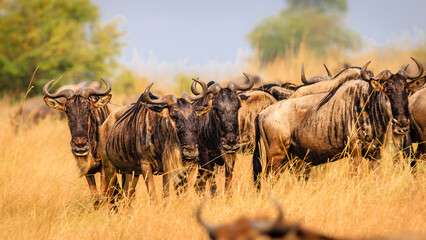 Wildebeest Group