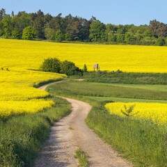 Field of rapeseed canola or colza brassica napus