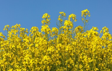 Rapeseed flower canola or colza in latin Brassica Napus