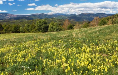 yellow flowering meadow and mount Kralova Hola © Daniel Prudek