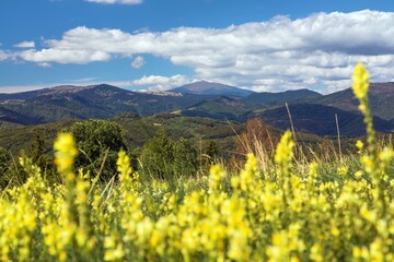 yellow flowering meadow and mount Kralova Hola © Daniel Prudek
