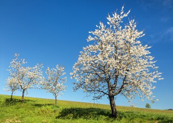 flowering cherry trees alley in latin Prunus cerasus