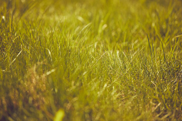 Fototapeta premium green grass in the field.