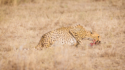 Feeding cheetah