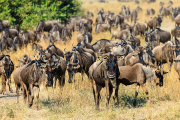 Naklejka na ściany i meble Wildebeest gathering (1)