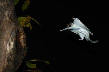 Southern Flying Squirrel gliding to cavity taken in southern MN taken under controlled conditions