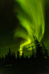 Northern Lights with conifer trees taken in Churchill Manatoba Canada