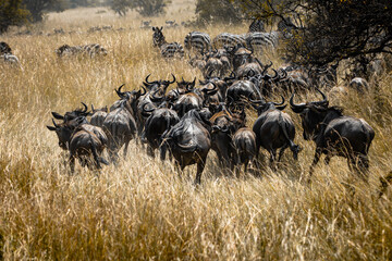 Wildlife, Safari, Serengeti National Park, Tanzania, July 2023,.More stuff: www.wortsucher.de