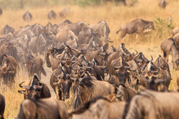 Wildebeests moving along