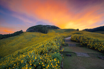 Amazing Mexican sunflowers field (Bua-thong flowers) in sunrise at Khun yuam, Mae Hong Son province,Thailand 2023. Beautiful yellow of Mexican sunflower field on hill at viewpoint in Doi Mae U Kho