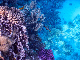 Red Sea wonderful coral reef life - 684277102