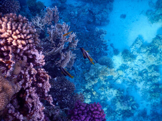 Red Sea wonderful coral reef life - 684277125