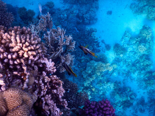 Red Sea wonderful coral reef life - 684277128