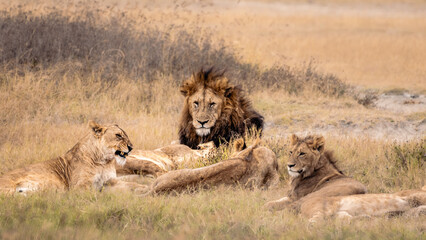 Lion Family