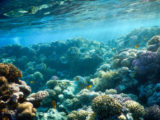Naklejka na ściany i meble Red Sea wonderful coral reef life