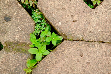 green clover growing through a hole in a concrete wall, closeup of photo