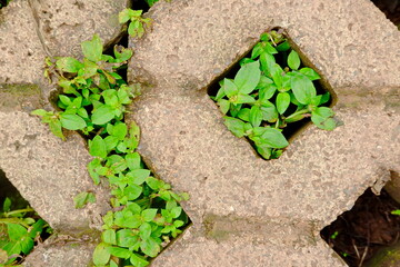 green clover growing through a hole in a concrete wall, closeup of photo